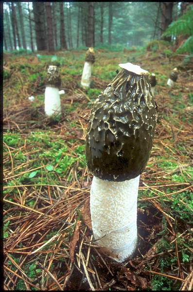 01,Phallus Impudus  (24).jpg - Phallus Impudus